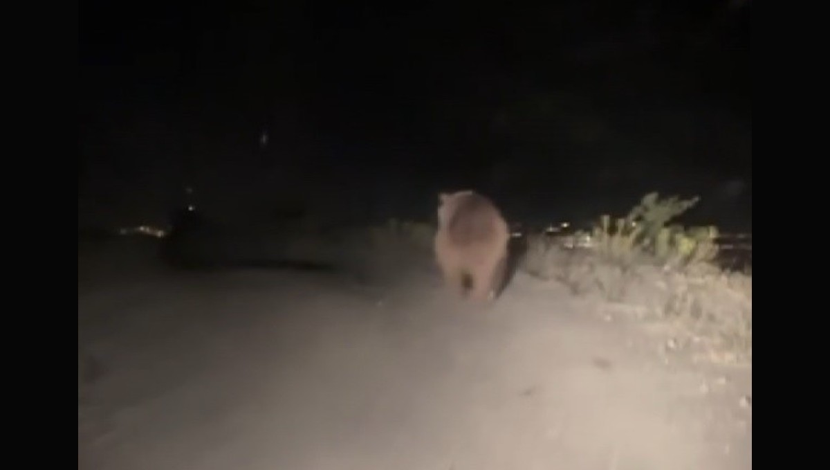 Erzincan'da boz ayı yola indi