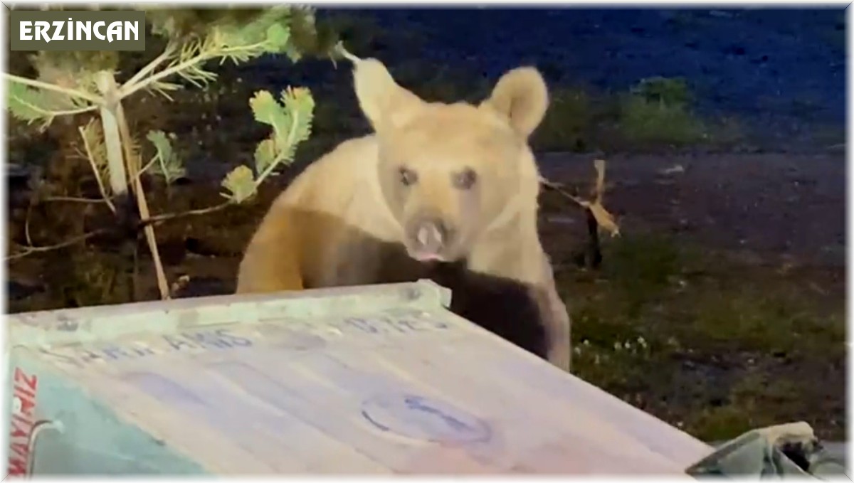 Erzincan'da bozayı çöp konteynerlerinde yiyecek ararken görüldü