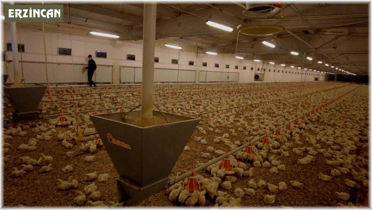 Erzincan'da broiler sektörü gelişiyor