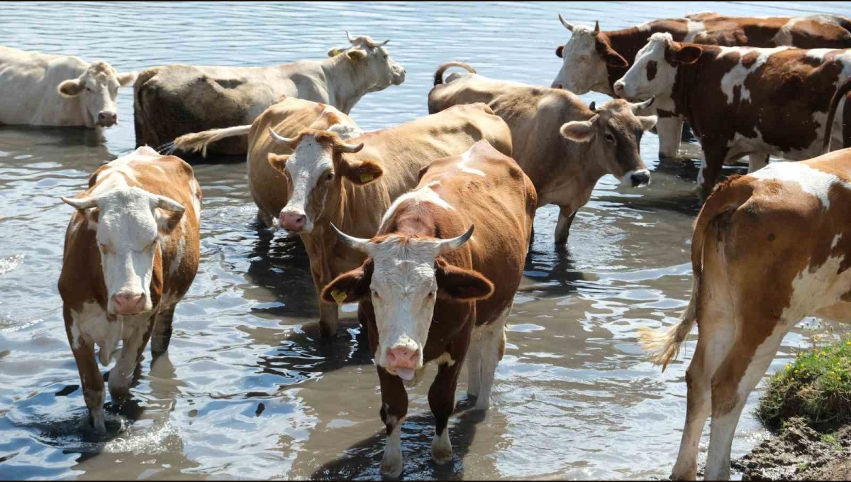 Erzincan'da bu kez mandalar değil, inekler serinledi