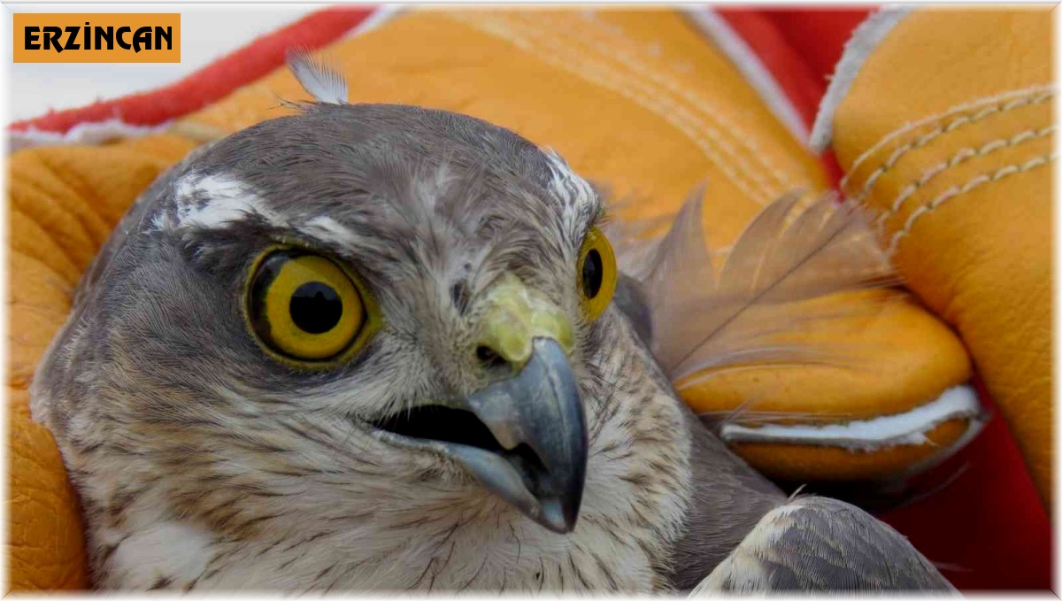 Erzincan'da bulunan yaralı atmaca tedavi edilecek