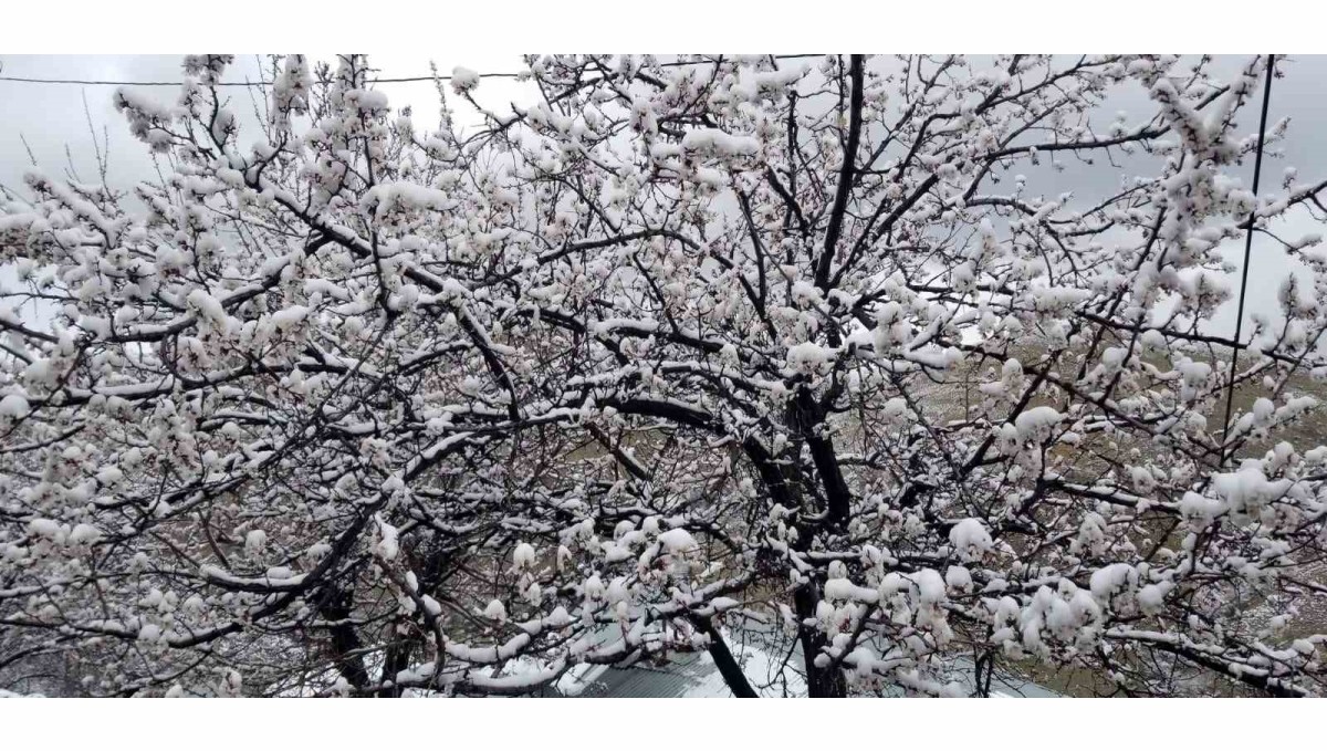 Erzincan'da çiçek açan meyve ağaçlarını don vurdu