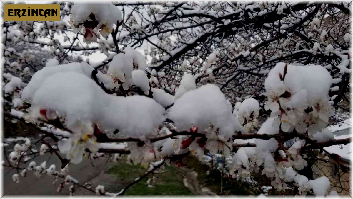 Erzincan'da çiçek açan meyve ağaçlarını don vurdu