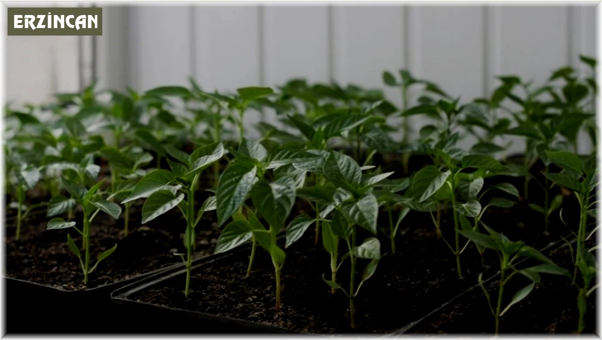 Erzincan'da çiftçilere fide desteği