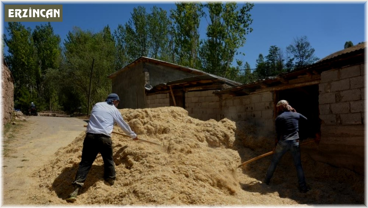 Erzincan'da çiftçinin kış hazırlığı sürüyor