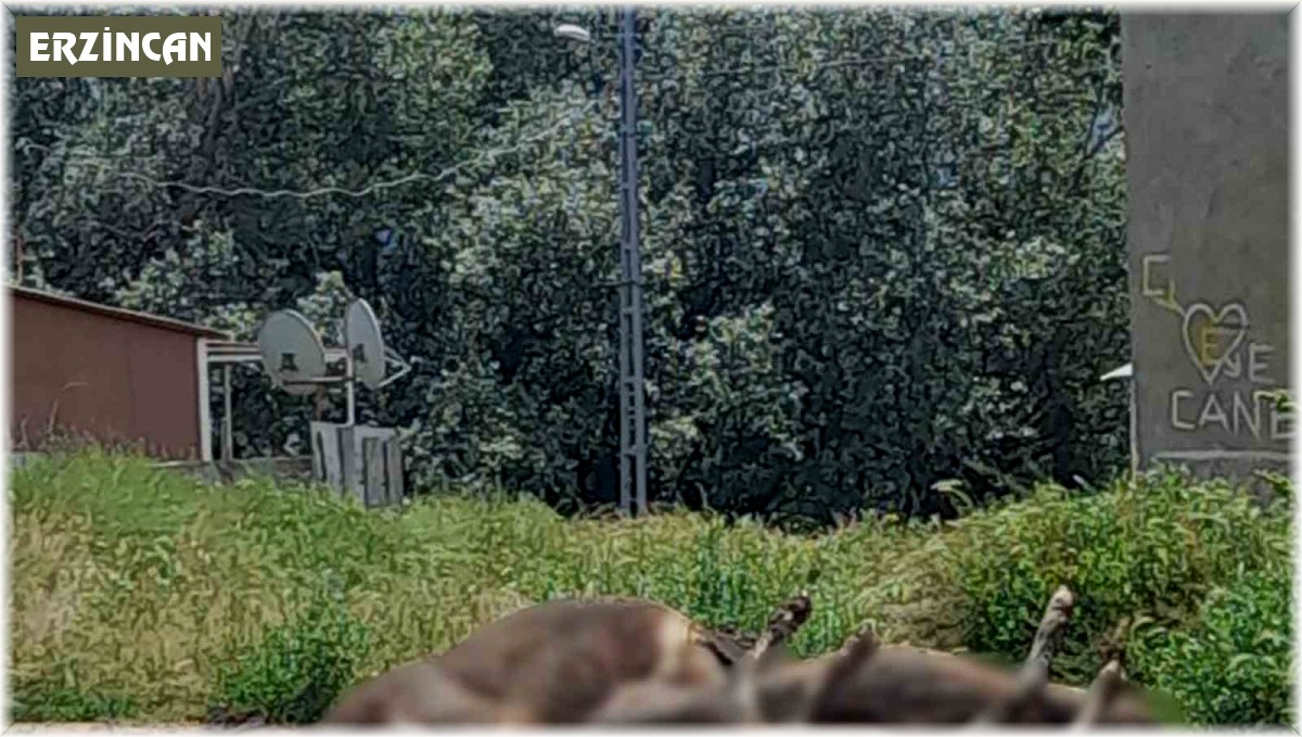 Erzincan'da çıkan yangında 5 büyükbaş hayvan telef oldu