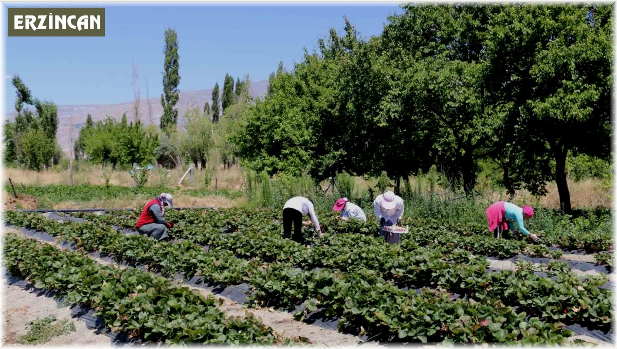 Erzincan'da çilek hasadı