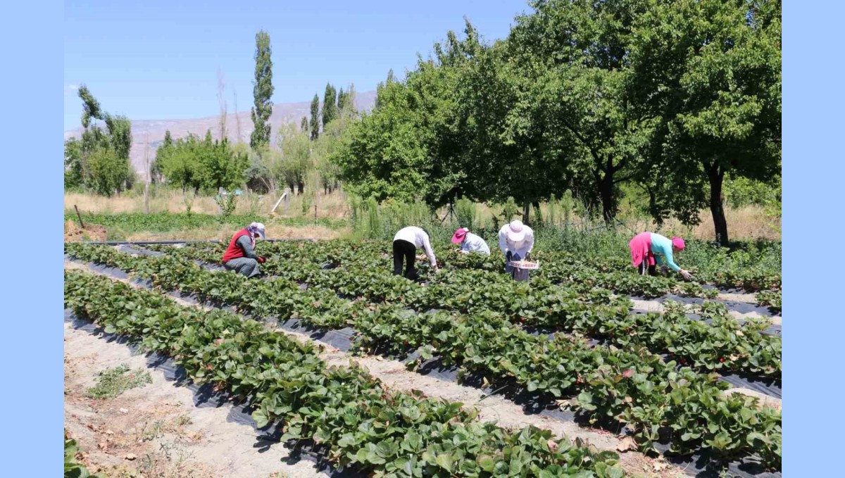 Erzincan'da çilek hasadı