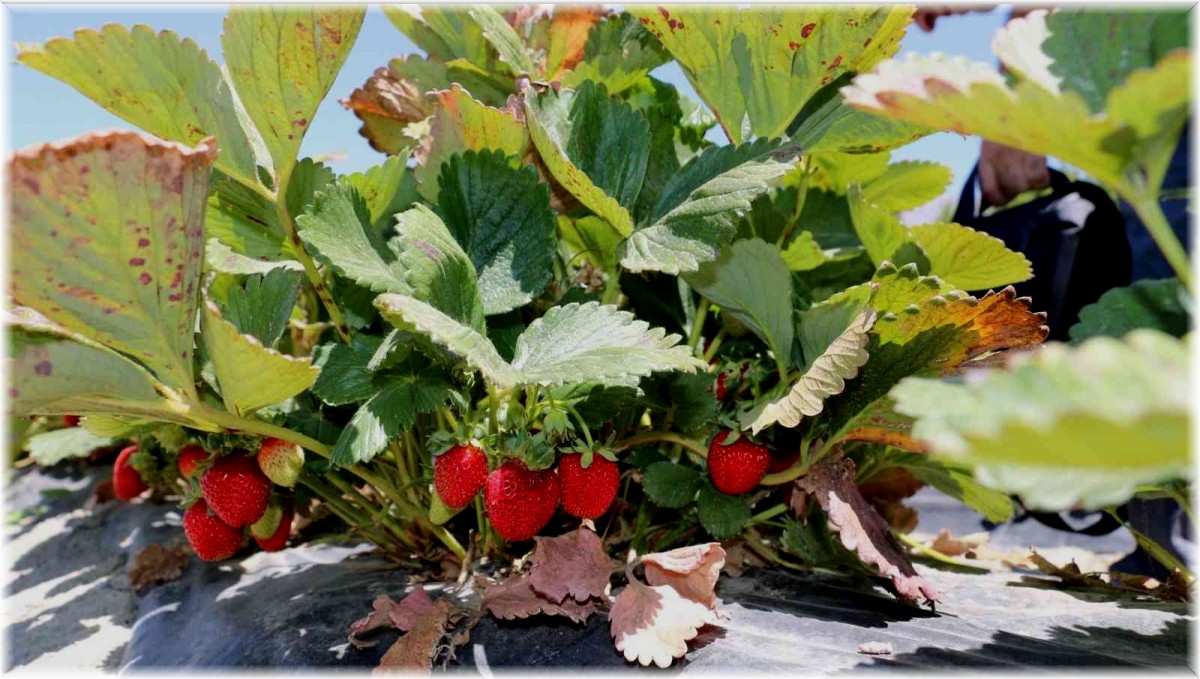 Erzincan'da çilek hasadı başladı