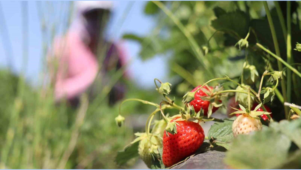 Erzincan'da çilek kilosu 150 liradan tezgâhta yerini aldı