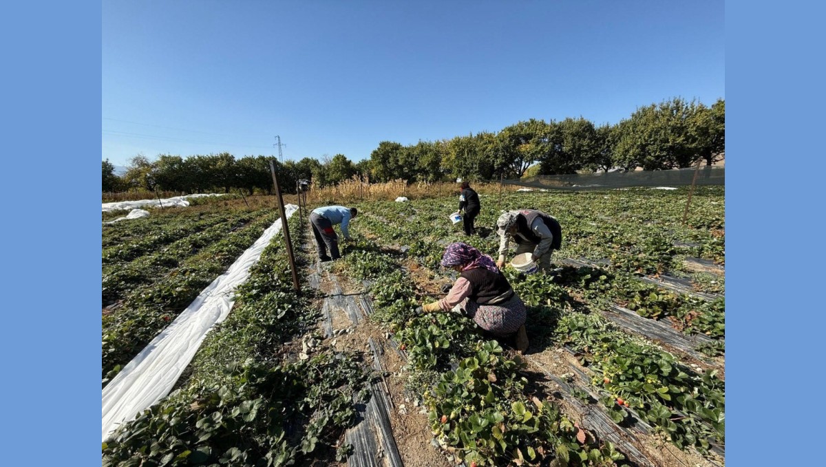 Erzincan'da çilek üretimi yaygınlaşıyor