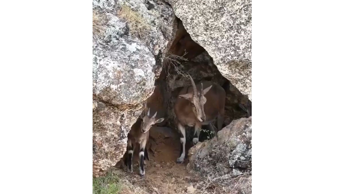 Erzincan'da dağ keçileri drone kamerasına yansıdı
