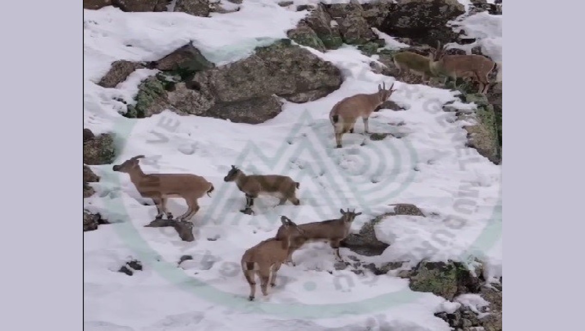 Erzincan'da dağ keçileri karlı arazide yiyecek ararken görüntülendi