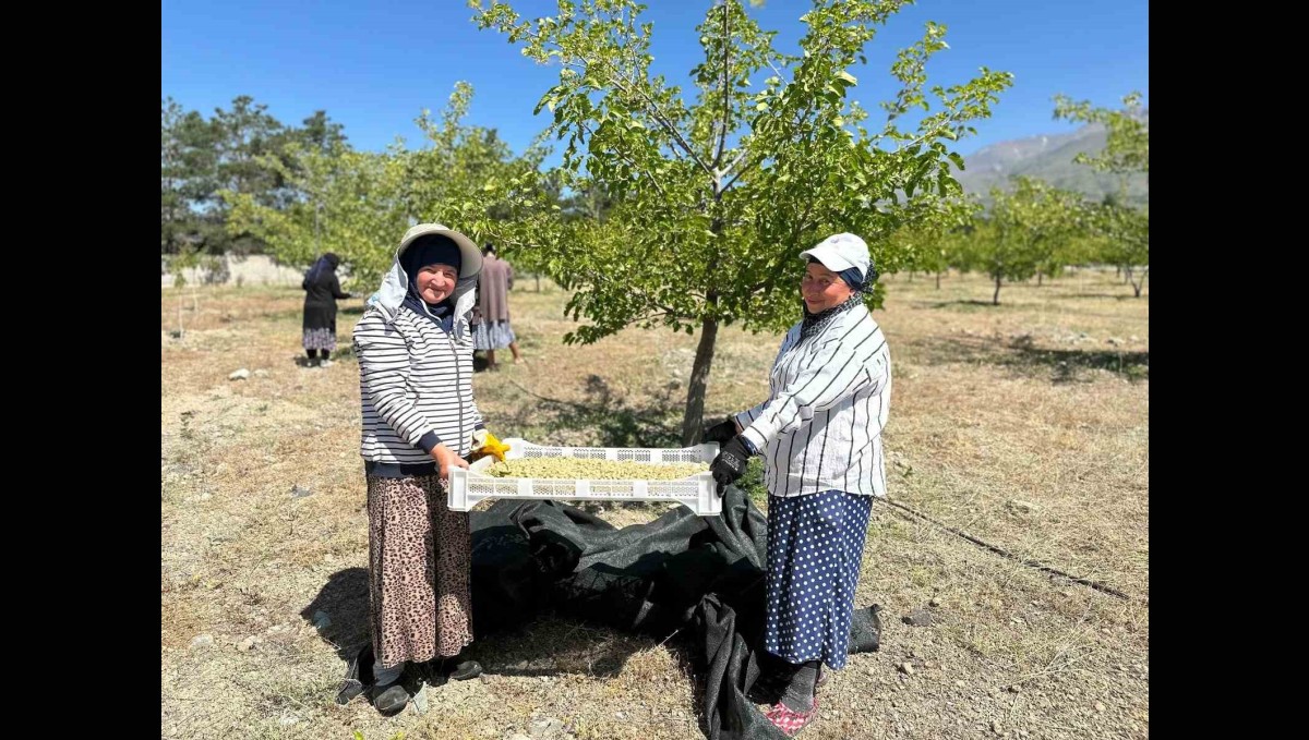 Erzincan'da dut hasadına başlandı