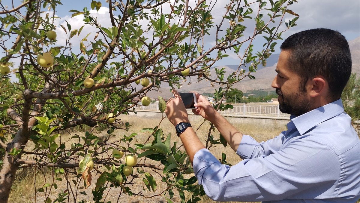 Erzincan'da elma ağacı eylülde çiçek açtı