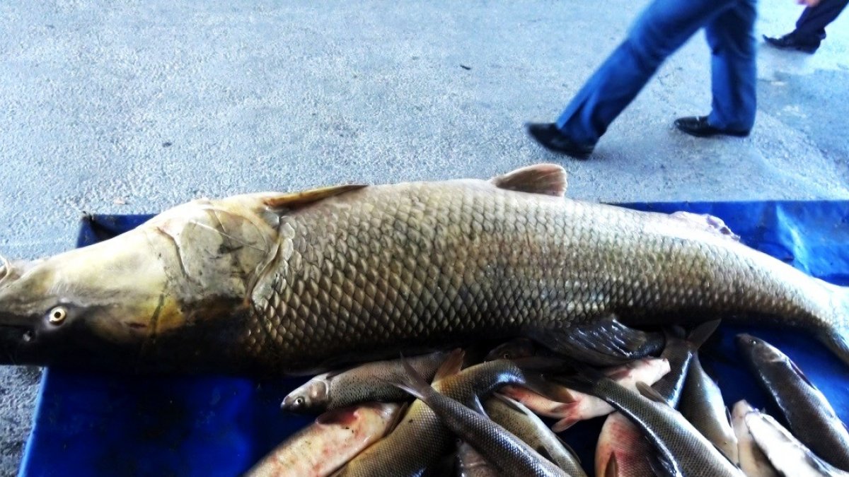 Erzincan'da Fırat Nehri'nde dev Turna balığı yakalandı