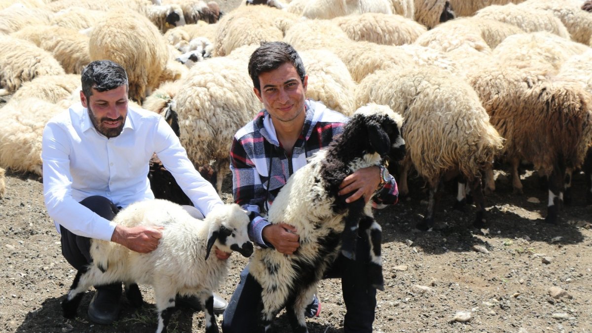 Erzincan'da göçerlerin yaylalardaki mesaisi başladı