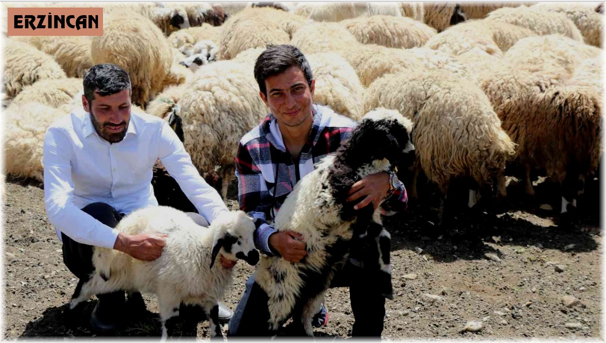 Erzincan'da göçerlerin yaylalardaki mesaisi başladı