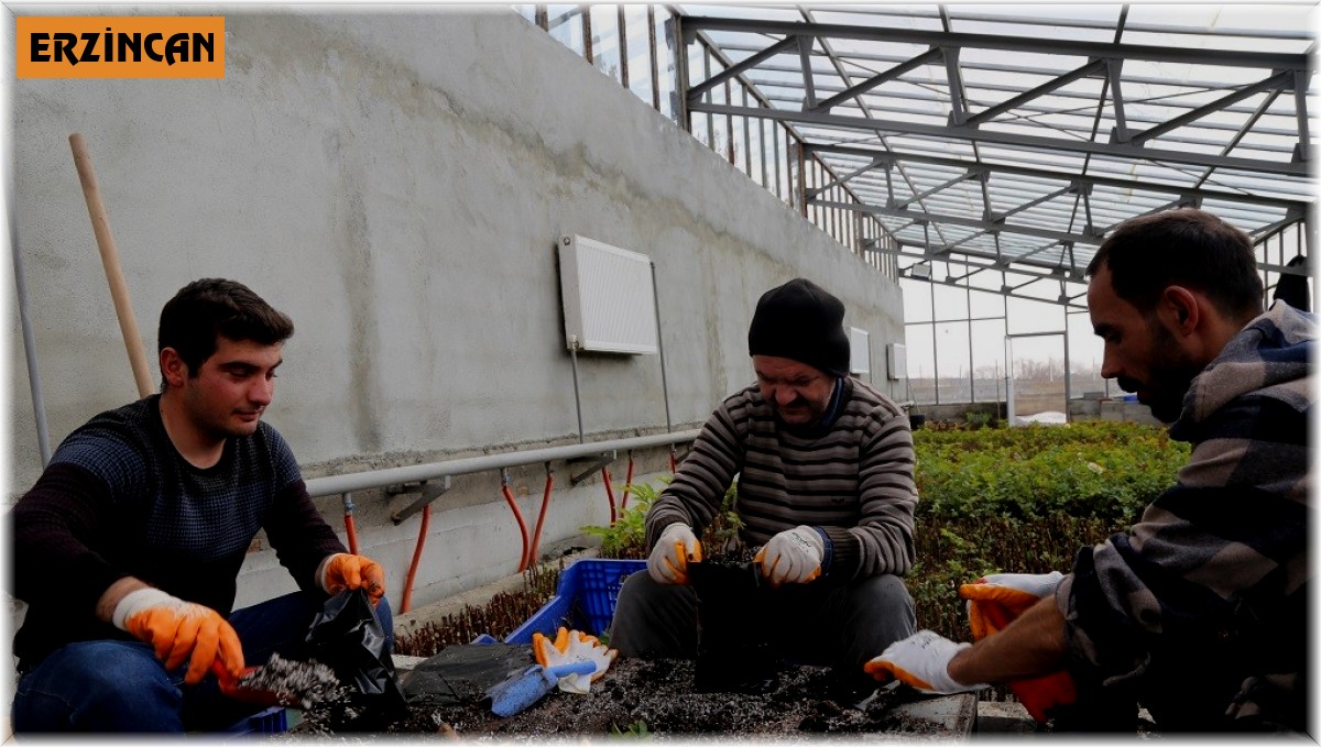 Erzincan'da gül üretimi