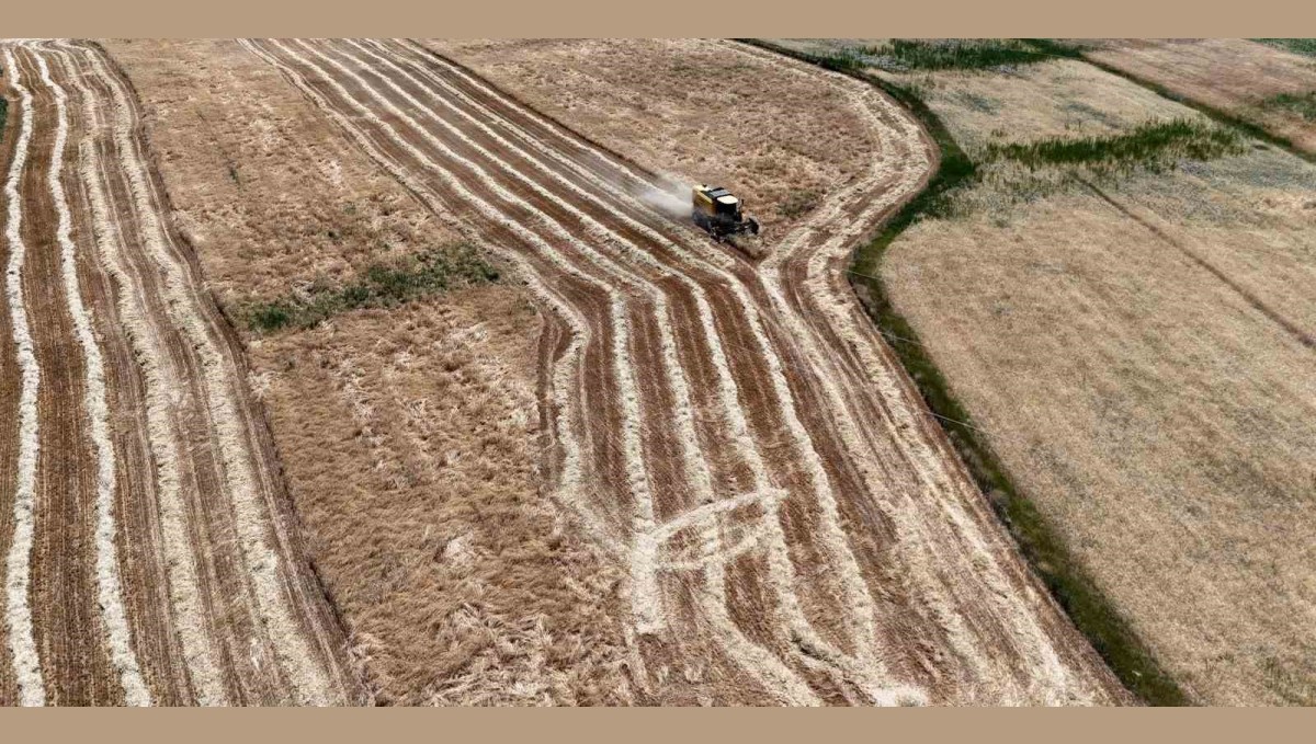 Erzincan'da hasat başladı, çiftçinin yüzü güldü