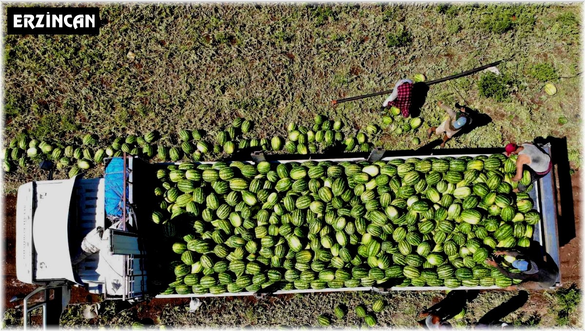 Erzincan'da hasat dönemi