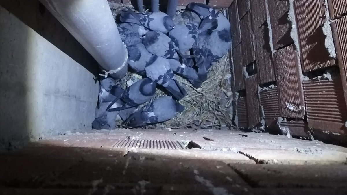 Erzincan'da havalandırma boşluğuna düşen güvercinleri itfaiye kurtardı