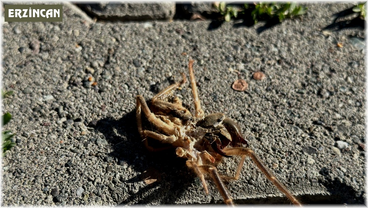 Erzincan'da havaların ısınmasıyla 'Sarıkız' örümceği ortaya çıktı