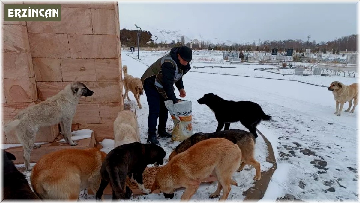 Erzincan'da 'HAYDİ' polisleri sokak hayvanlarını mamayla besledi