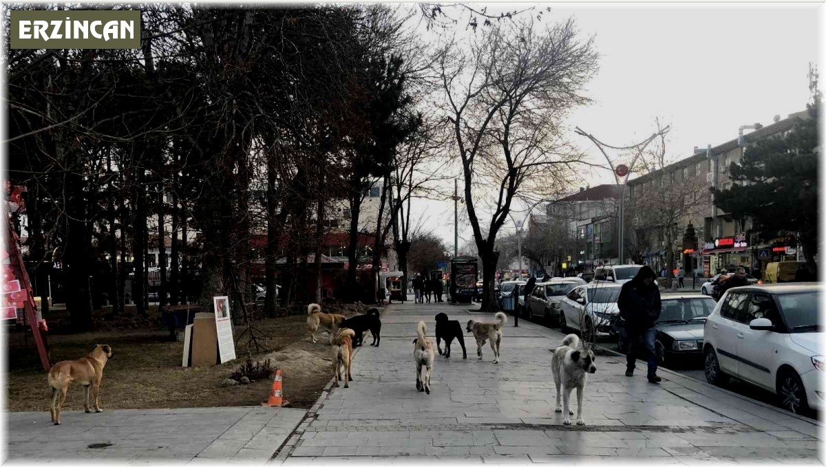 Erzincan'da hayvan barınağı, sosyal medyaya düşen görüntülerle gündem oldu
