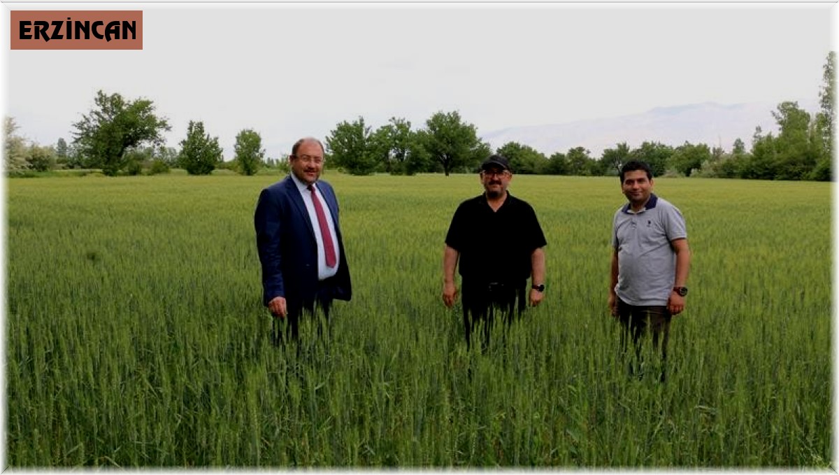 Erzincan'da hububat çiftçinin yüzünü güldürüyor