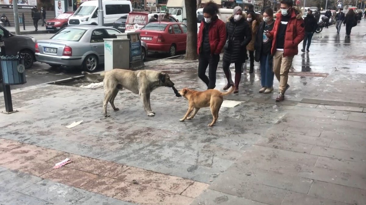 Erzincan'da iki köpeğin bez kapmaca oyunu tebessüm ettirdi