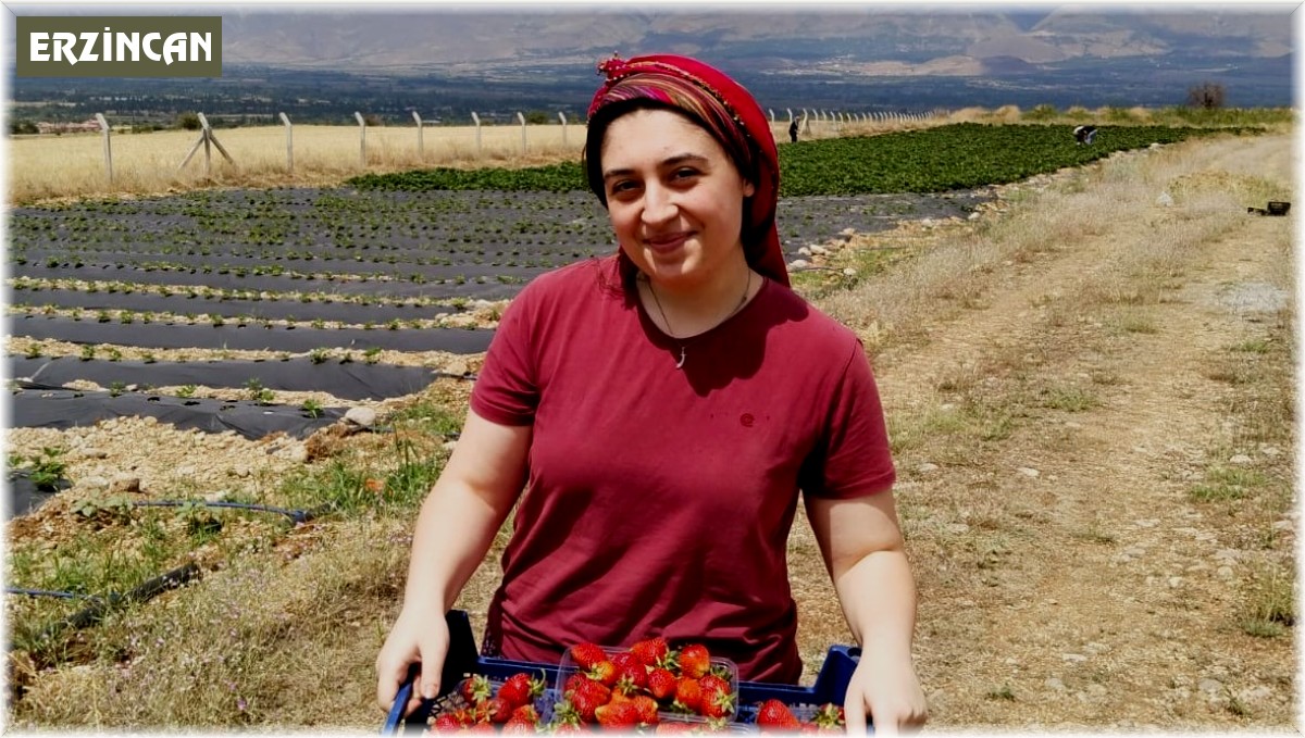 Erzincan'da ikinci çilek hasadı başladı