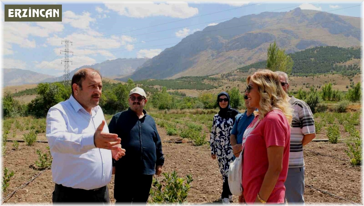 Erzincan'da ilaç ve gıda sanayisinde kullanılan aronya yetiştirilmeye başlandı