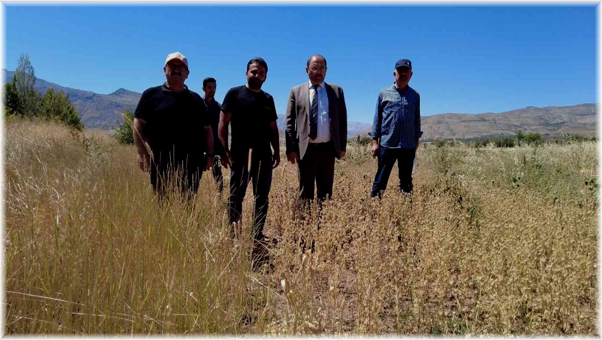 Erzincan'da ilk defa ekilen çörek otundan verimli sonuç alındı