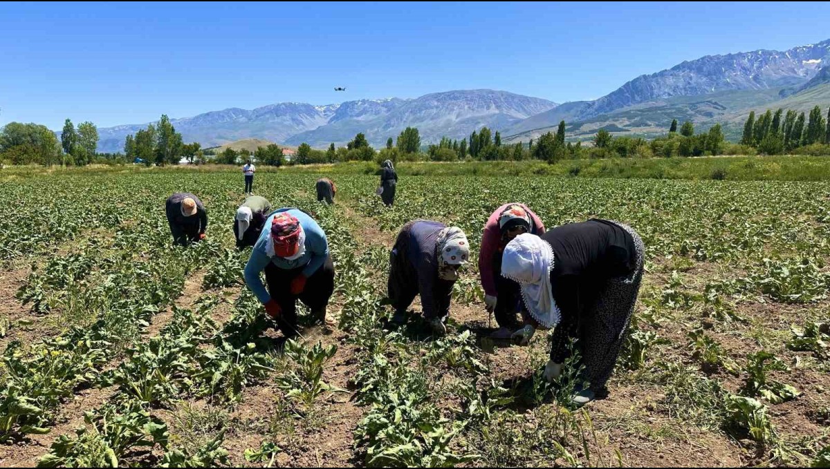 Erzincan'da kadın tarım işçileri güneşin altında alın teriyle pancar üretiyor