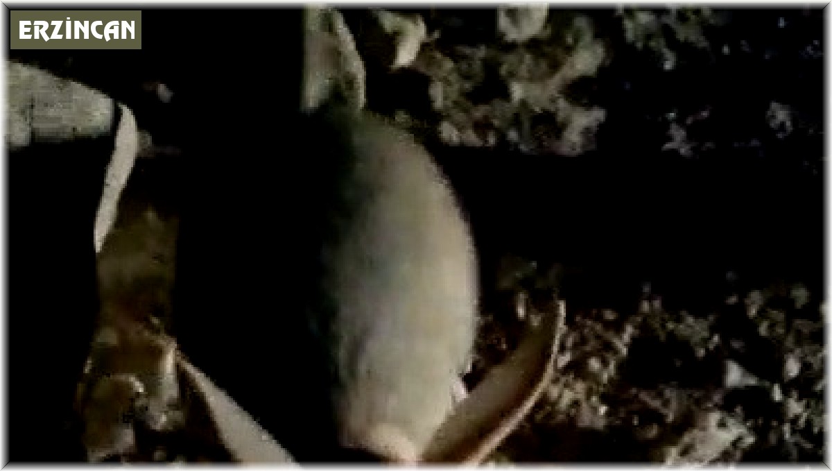 Erzincan'da kanguru faresine benzeyen Arap tavşanı görüntülendi