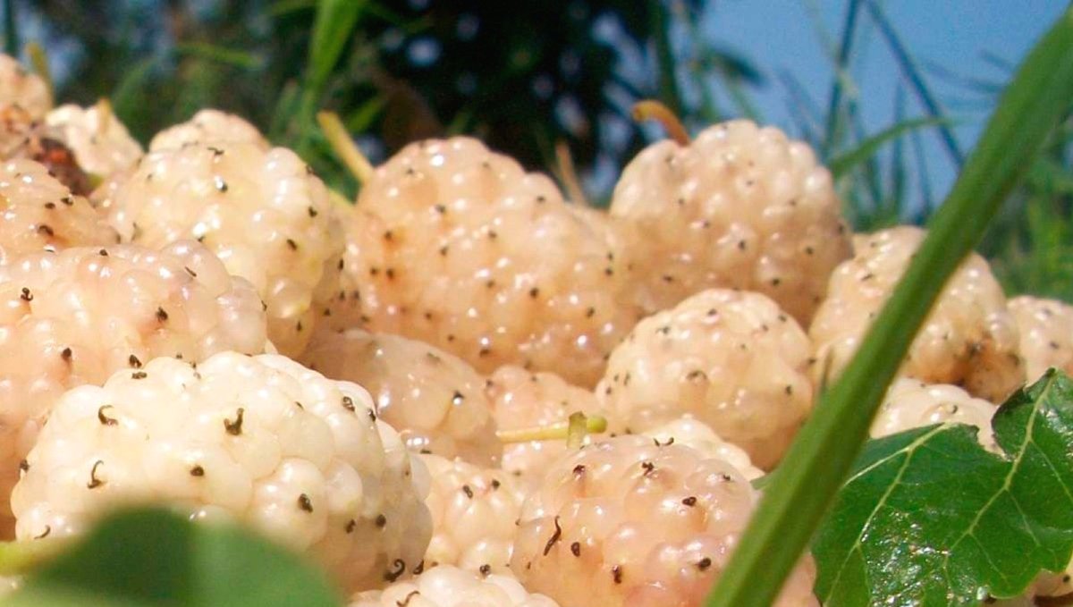 Erzincan'da kapama dut bahçesi kurulacak: Üreticiye yüzde 50 hibe