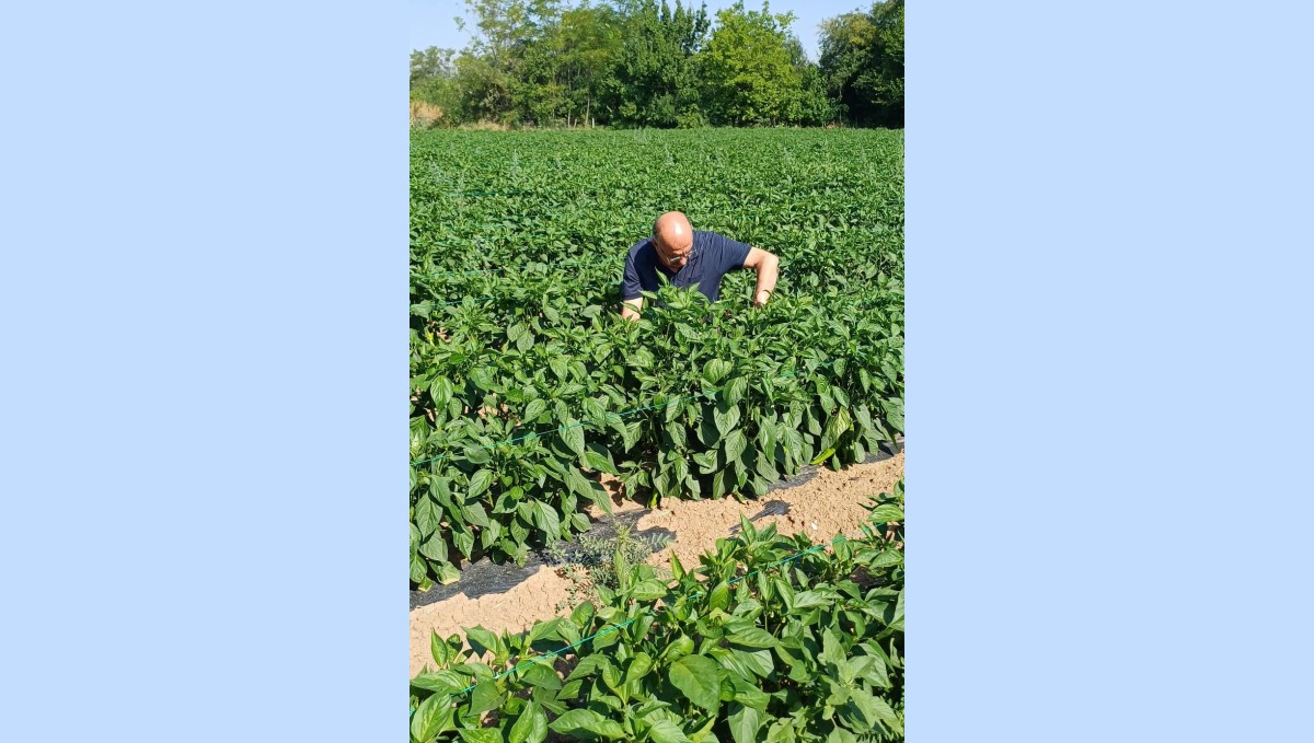 Erzincan'da kapya biber ekilişleri kontrol edildi