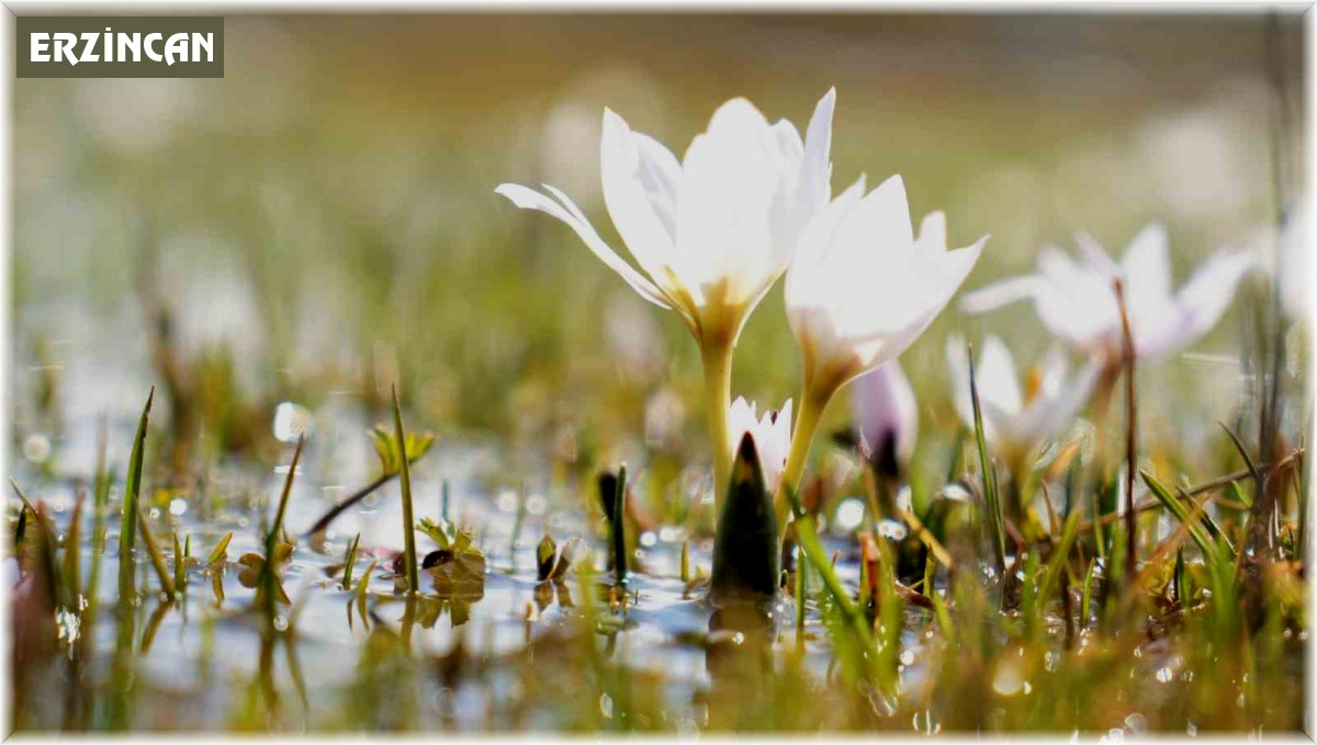 Erzincan'da kardelenler baharın müjdesini verdi