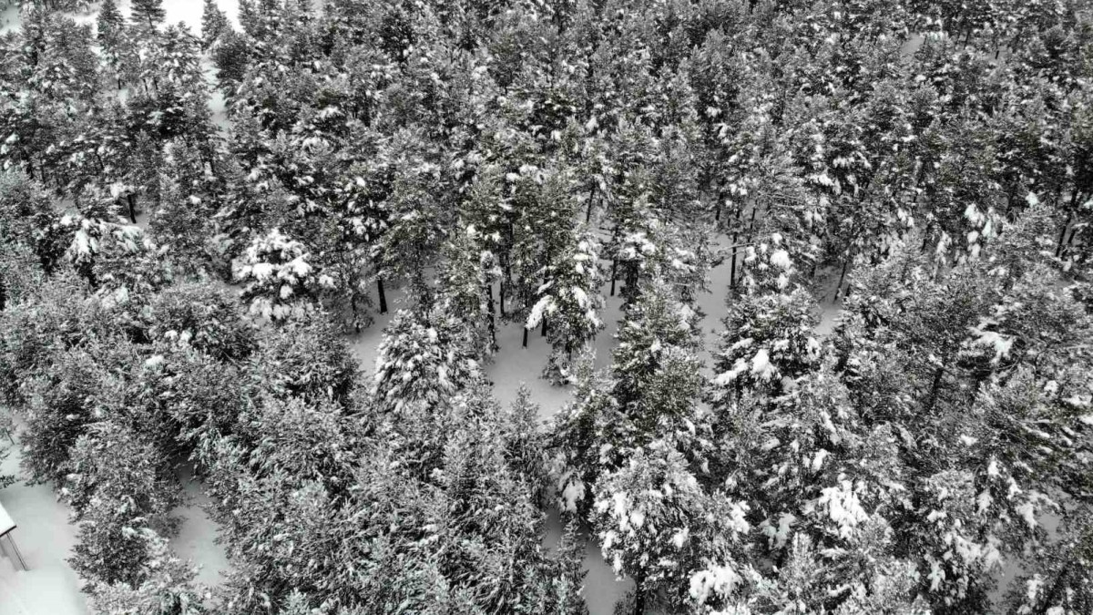 Erzincan'da karla kaplanan sarıçam ormanları görsel şölen sunuyor