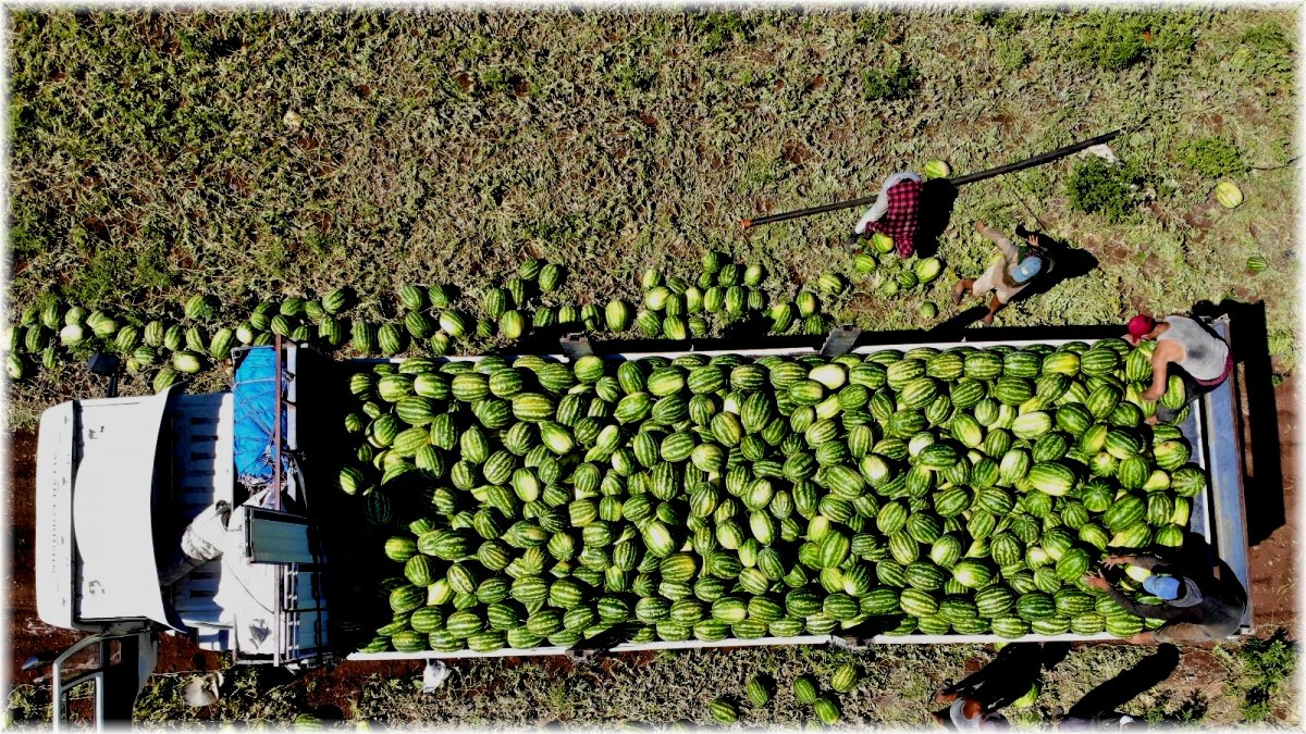 Erzincan'da karpuz hasadı başladı