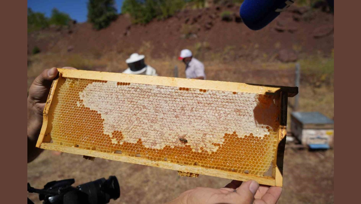 Erzincan'da kayıtlı arıcılık işletme sayısı bin 92