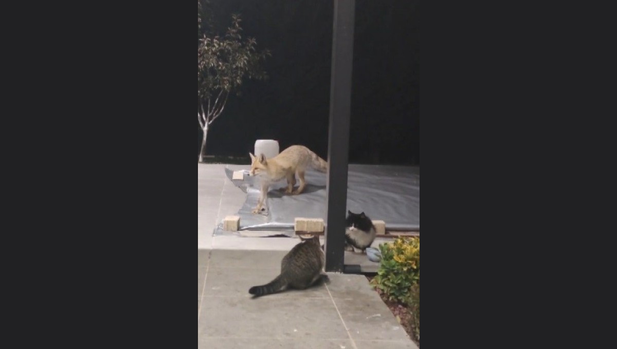 Erzincan'da kedilerin mamasına göz diken tilki kedinin saldırısına uğradı