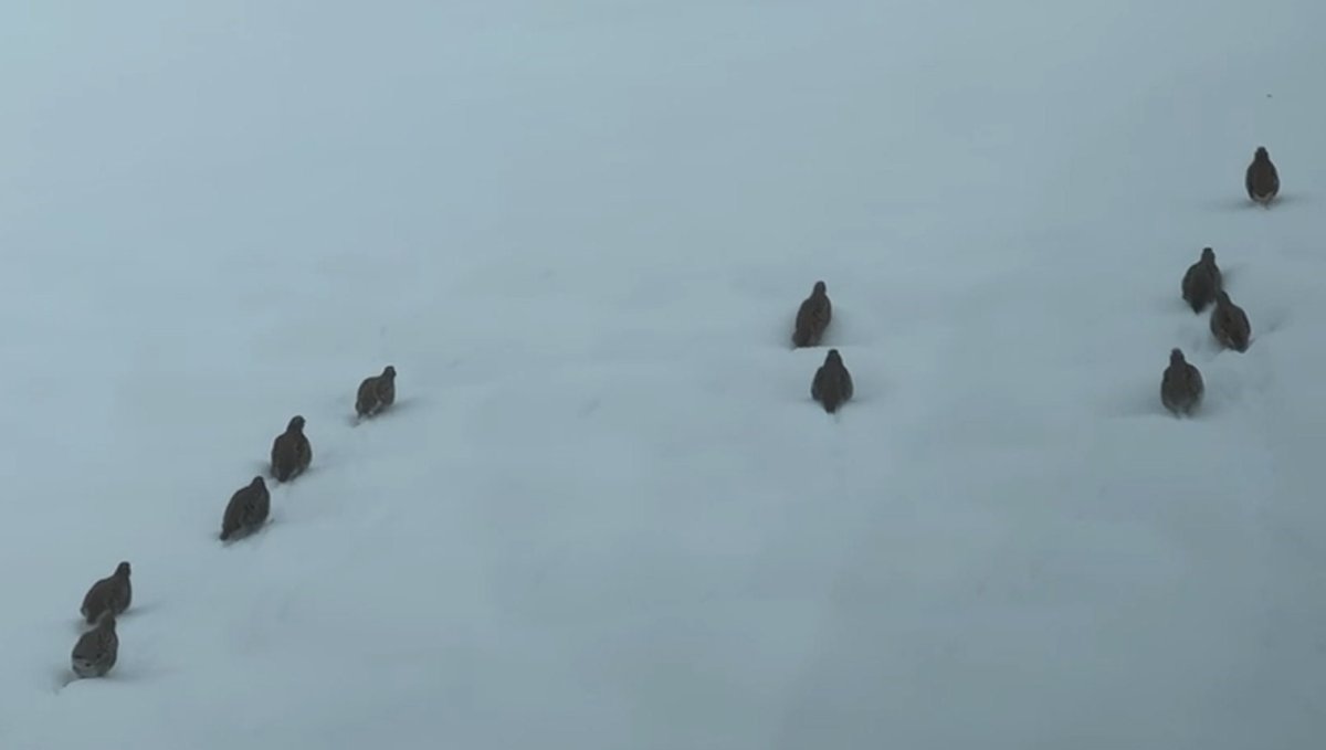 Erzincan'da keklik ve tavşan avı yasaklandı