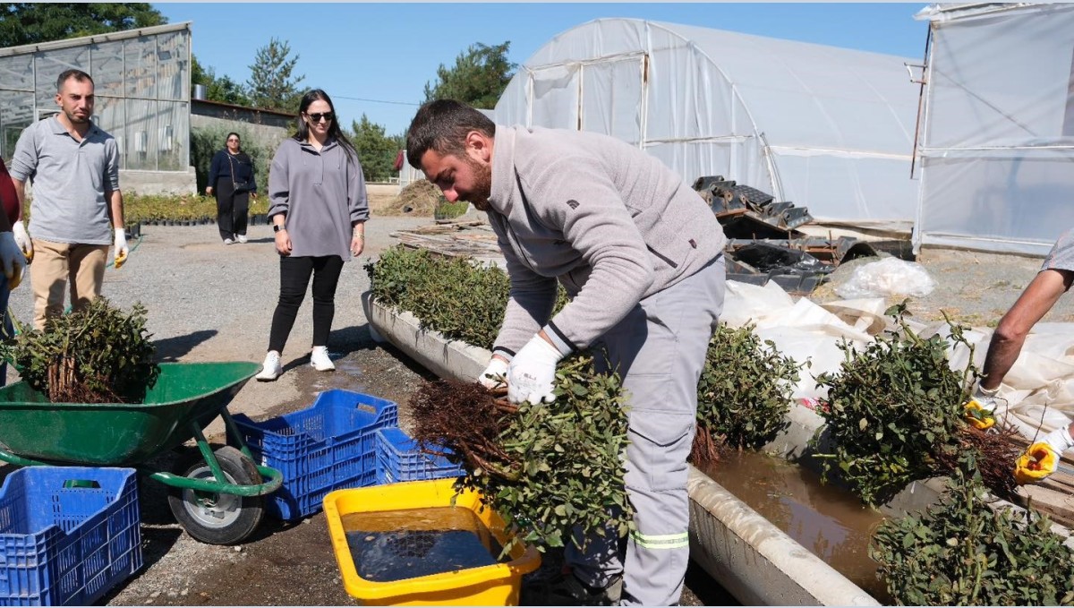 Erzincan'da kesme gül serası hayata geçiriliyor