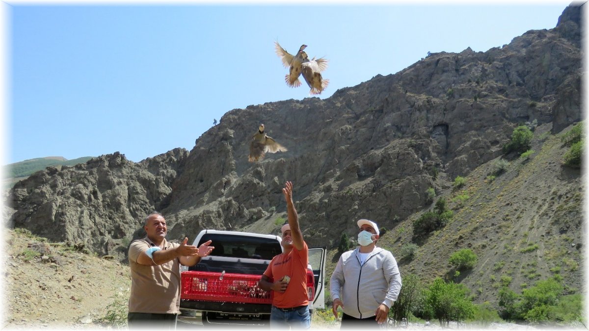 Erzincan'da kınalı keklikler doğaya salındı
