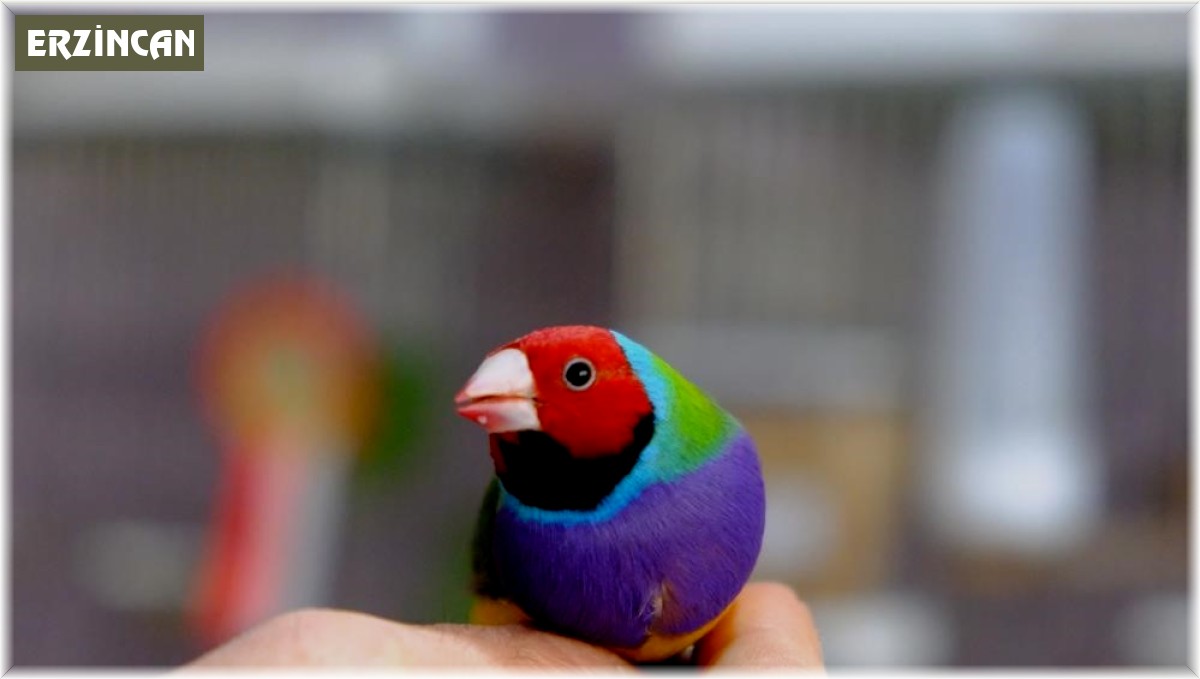 Erzincan'da kiraladığı dairede dünyaca ünlü egzotik kuşları yetiştiriliyor