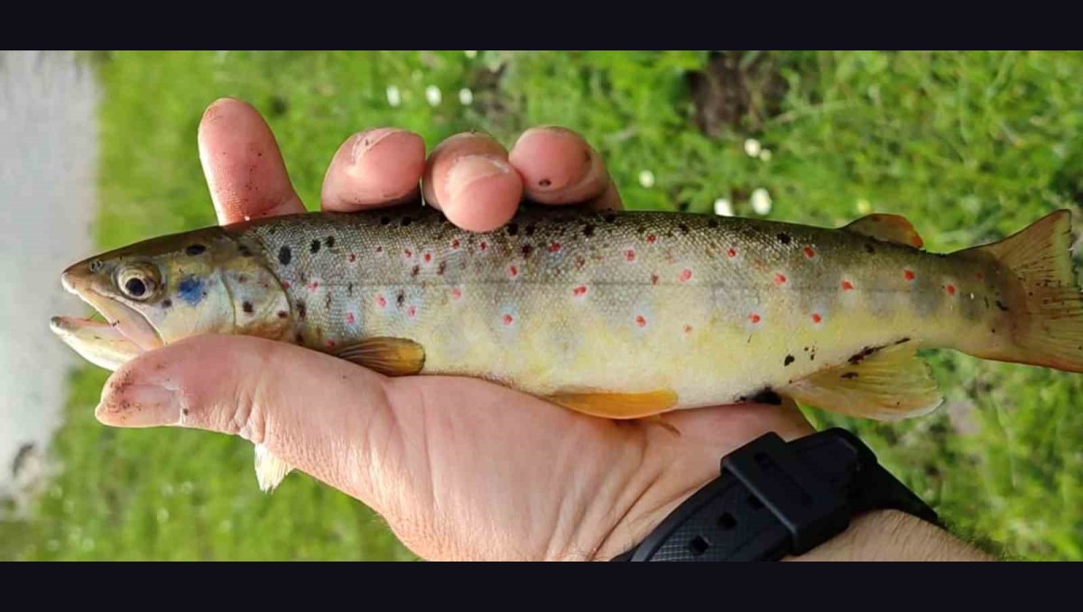 Erzincan'da kırmızı benekli alabalığın nesli tükeniyor