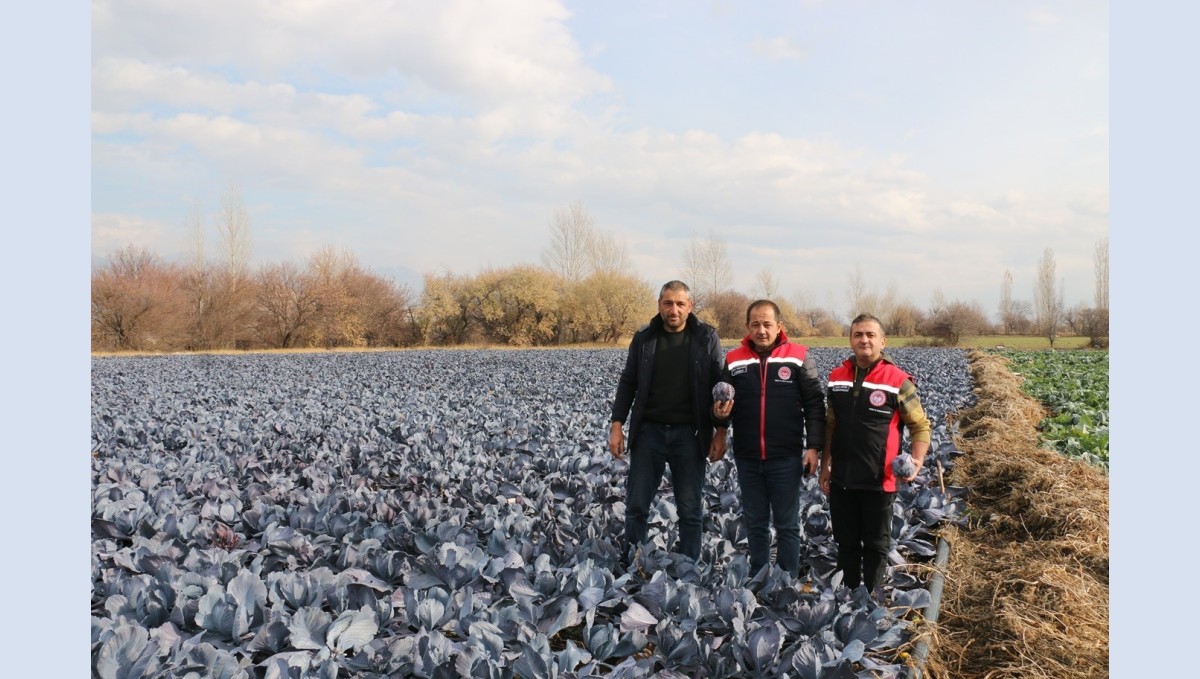 Erzincan'da kış ortasında sebze hasadı