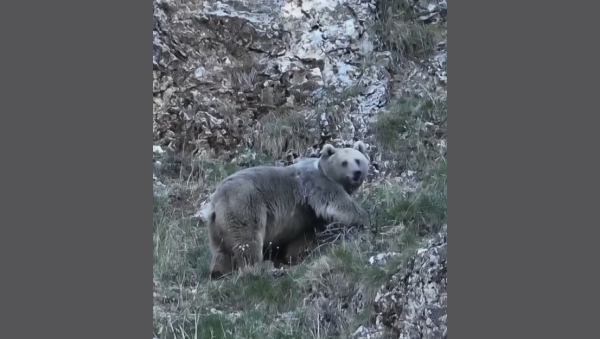 Erzincan'da kış uykusuna hazırlanan iki ayı görüntülendi